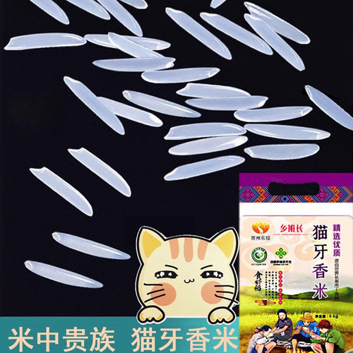 新鲜猫牙长粒香米广西长寿市农家