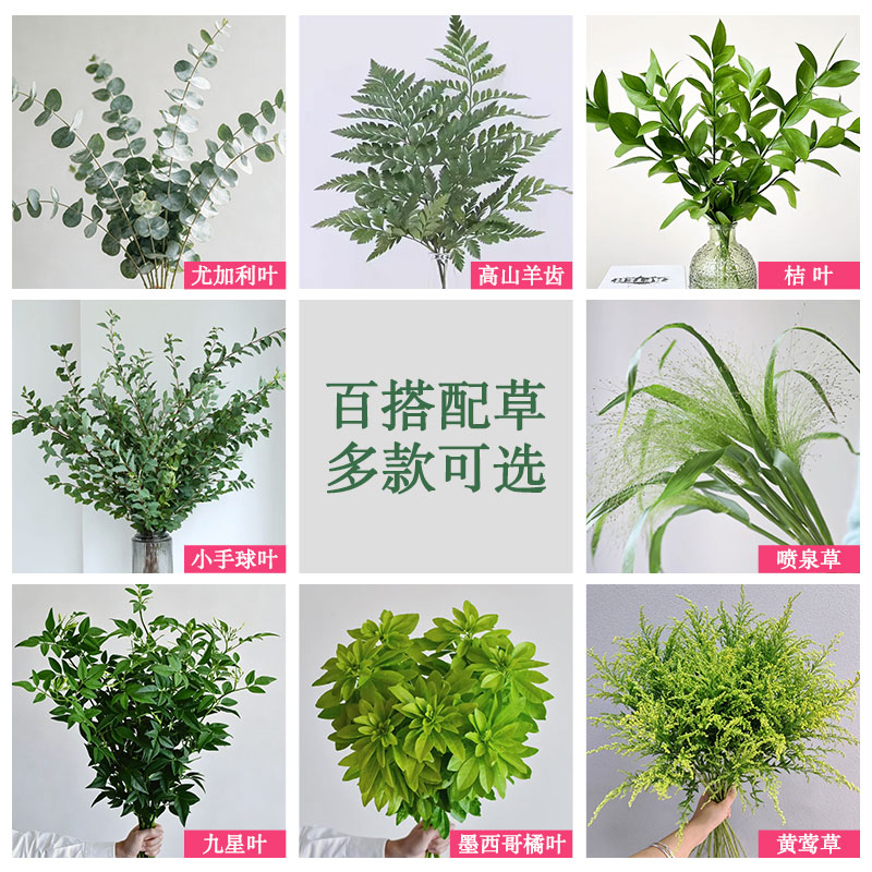 九星叶尤加利天鹅绒云南基地直发图片