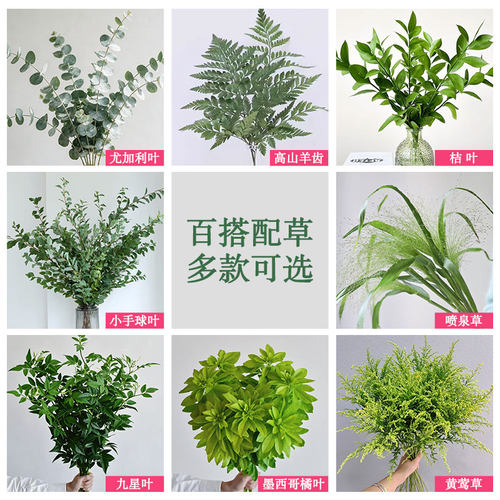 九星叶尤加利天鹅绒云南基地直发