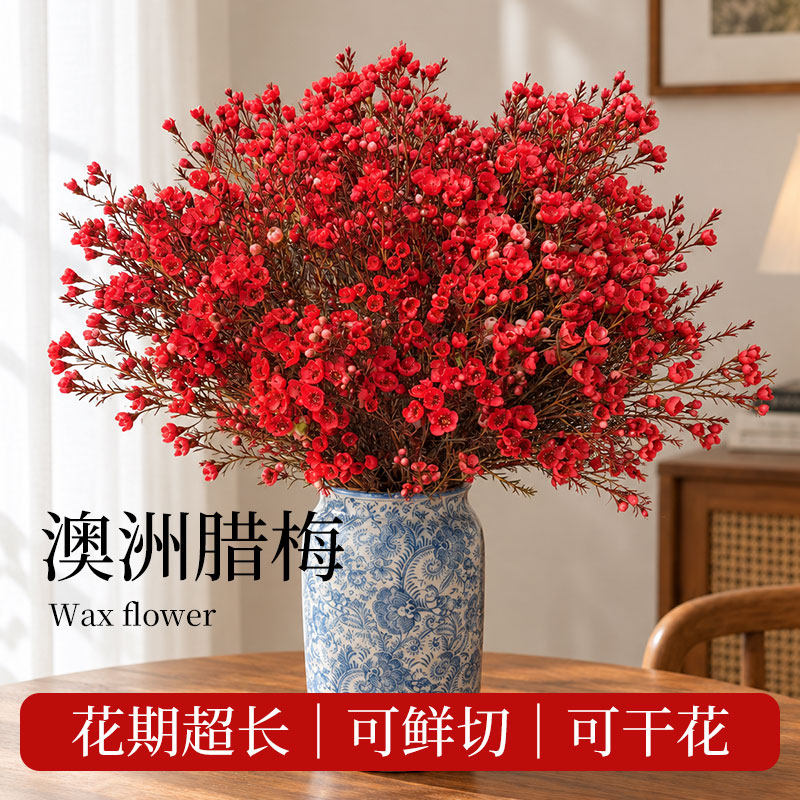 悦多彩AB级澳洲平头腊梅鲜花年宵真花现采基地直发新年喜庆鲜切枝
