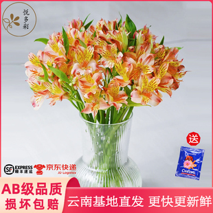 【10支水仙百合】悦多彩昆明基地鲜花玫瑰