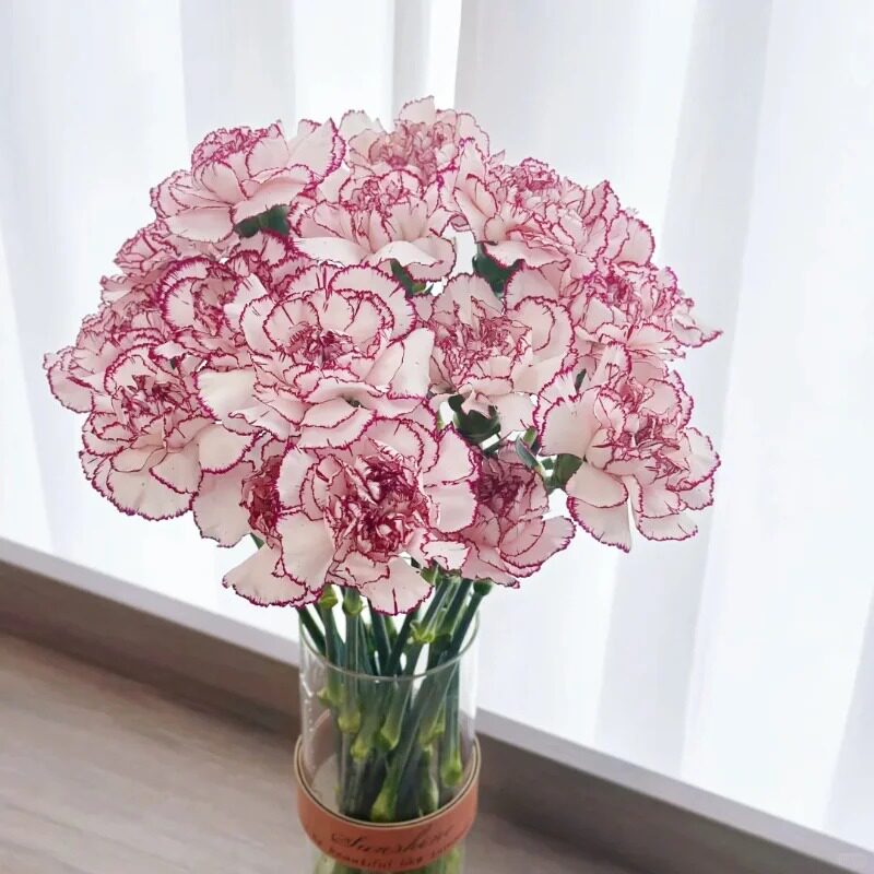 悦多彩A级单头康乃馨红粉花束云南基地直发多头鲜切花妇女节礼物