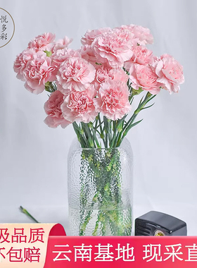 AB级康乃馨鲜花云南基地新鲜直发母亲节礼物花束室内插花鲜切花卉