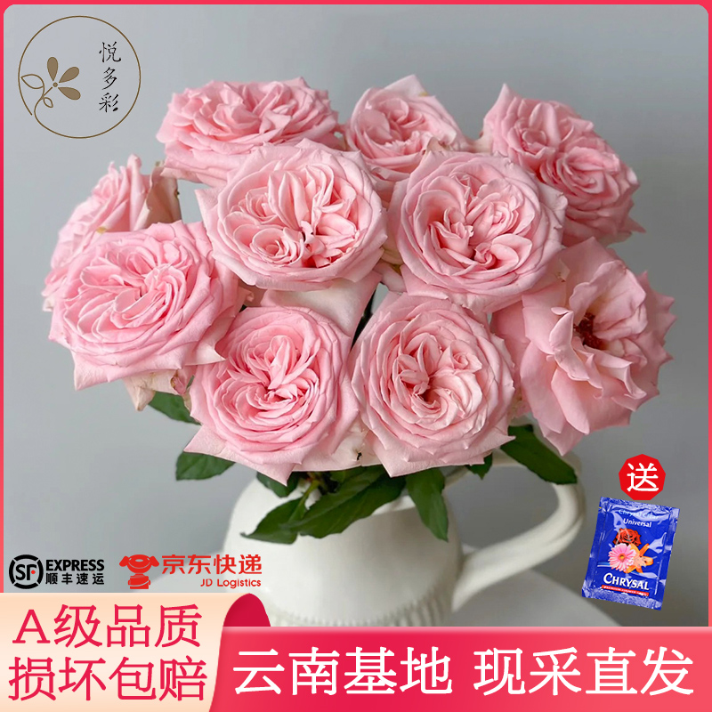 【A级玫瑰2件顺丰包邮昆明直发】