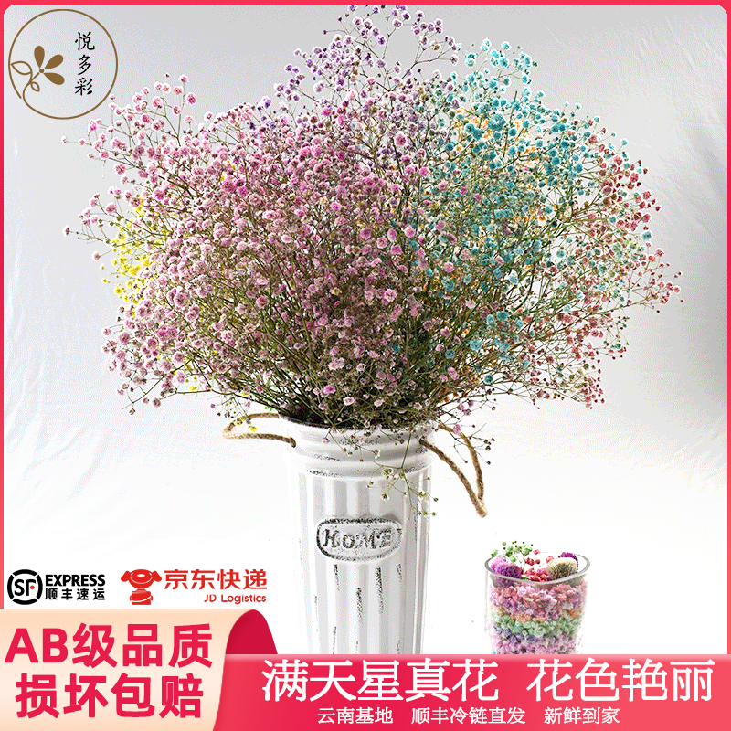 悦多彩满天星鲜花基地现采直发
