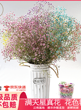 悦多彩AB级昆明满天星鲜花白色生日表白情人节家居客厅装饰真花