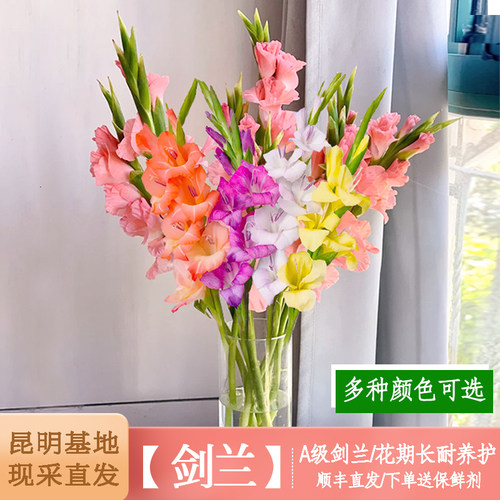 悦多彩剑兰鲜花基地直发