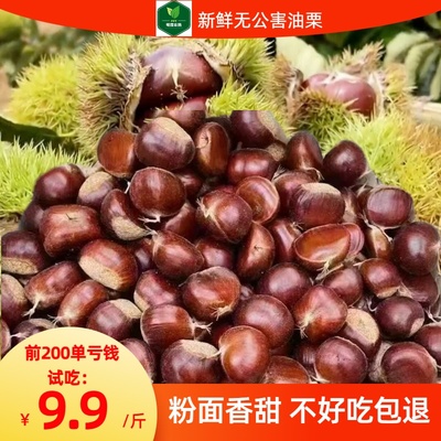 油栗半野生小油栗2025新鲜板栗