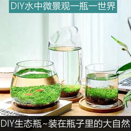 玻璃瓶种植物价格 多少钱 玻璃瓶种植物价格 多少钱