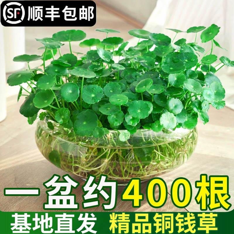 业馨铜钱草四季常青好养易活