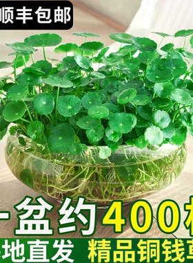 铜钱草水培植物室内好养盆栽金钱草桌面花卉办公室水养四季小绿植