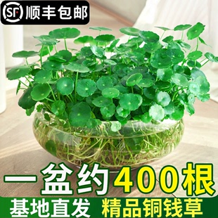 铜钱草水培植物室内好养盆栽金钱草桌面花卉办公室水养四季 小绿植