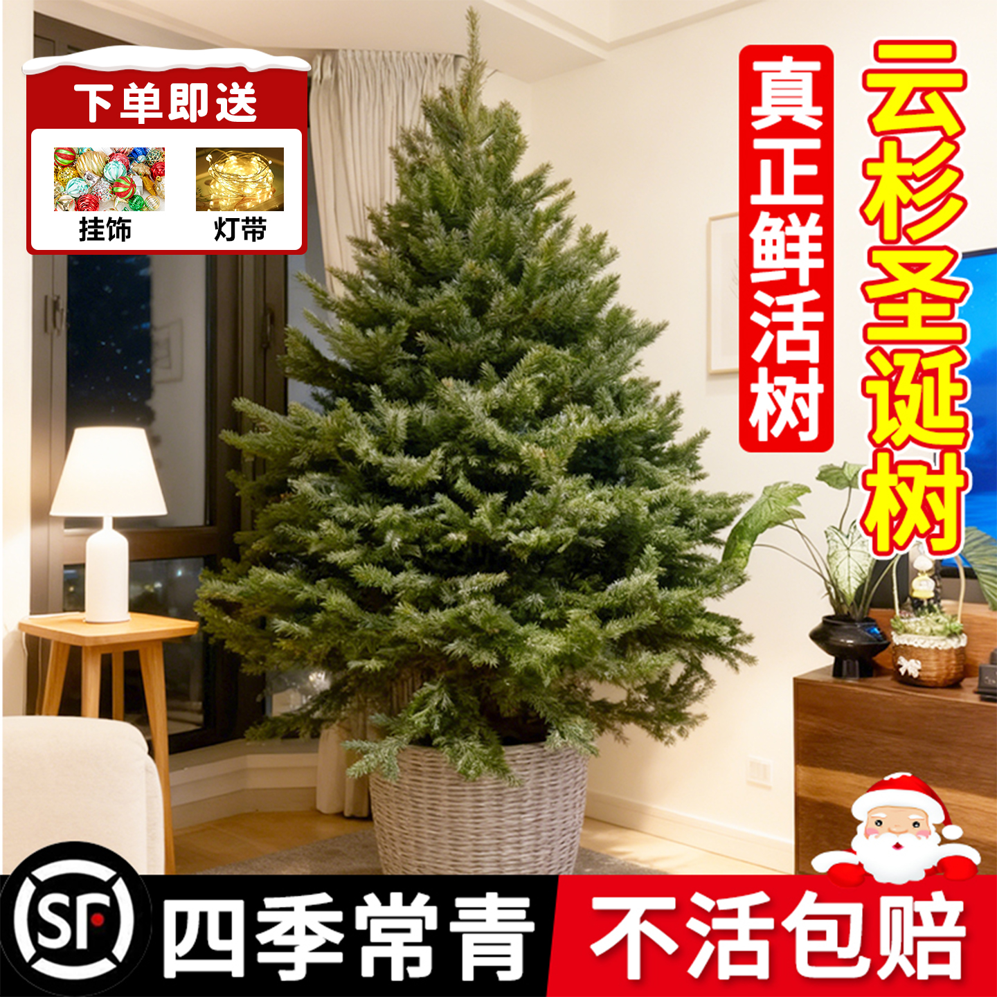 真的圣诞树盆栽真树活的挪威云杉
