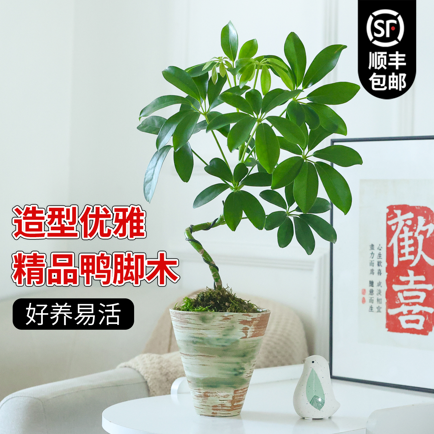 造型鸭脚木盆栽室内植物桌面好养