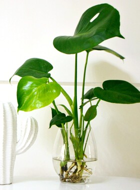 水培植物龟背竹室内办公室桌面盆栽四季常青大叶水养绿植花卉