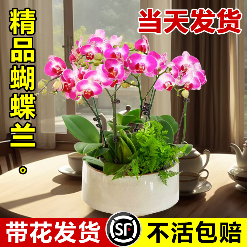 蝴蝶兰盆栽带花带花苞室内兰花苗
