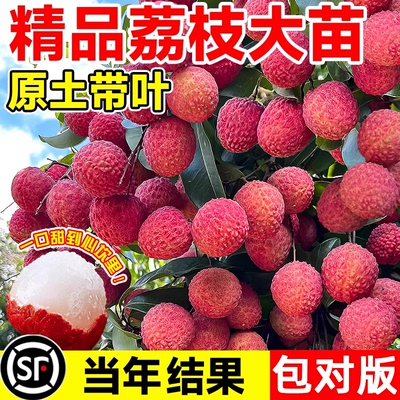 荔枝树苗带叶荔枝苗冰荔桂味无核荔枝嫁接苗带土叶南方种植水果苗