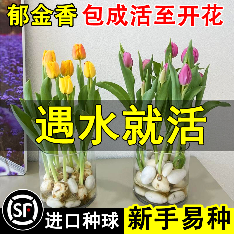 郁金香鲜花种球水培花卉植物室内花苗盆栽四季开花好养活水养绿植