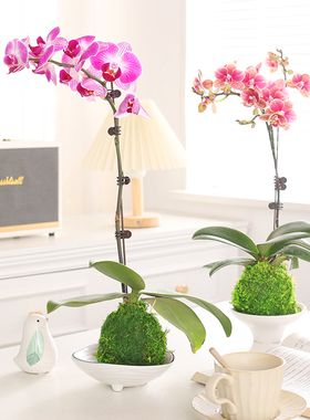 蝴蝶兰盆栽带花植物花卉室内客厅苔藓球特级兰花鲜花盆景四季好养