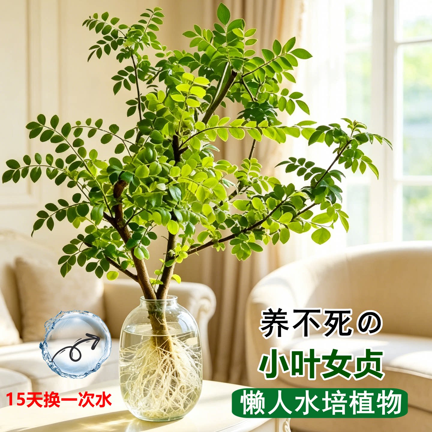 小叶女贞老桩水培水培植物造型树