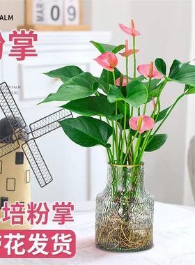 红掌盆栽白掌粉掌水培植物一帆风顺花卉水养室内懒人好养易活绿植