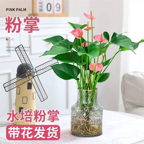 业馨盆栽红掌粉掌白掌