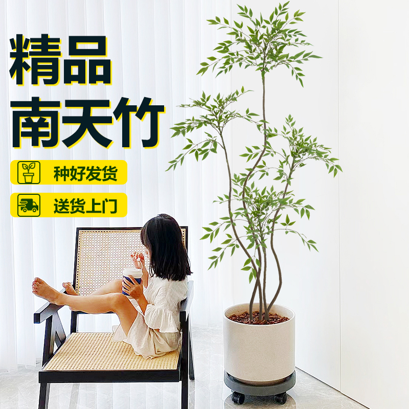 南天竹盆栽客厅大型绿植办公室内