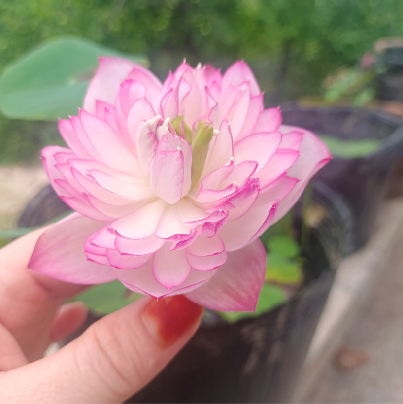 小微型荷花碗莲【雪影】盆栽水生植物观赏花卉种藕2023