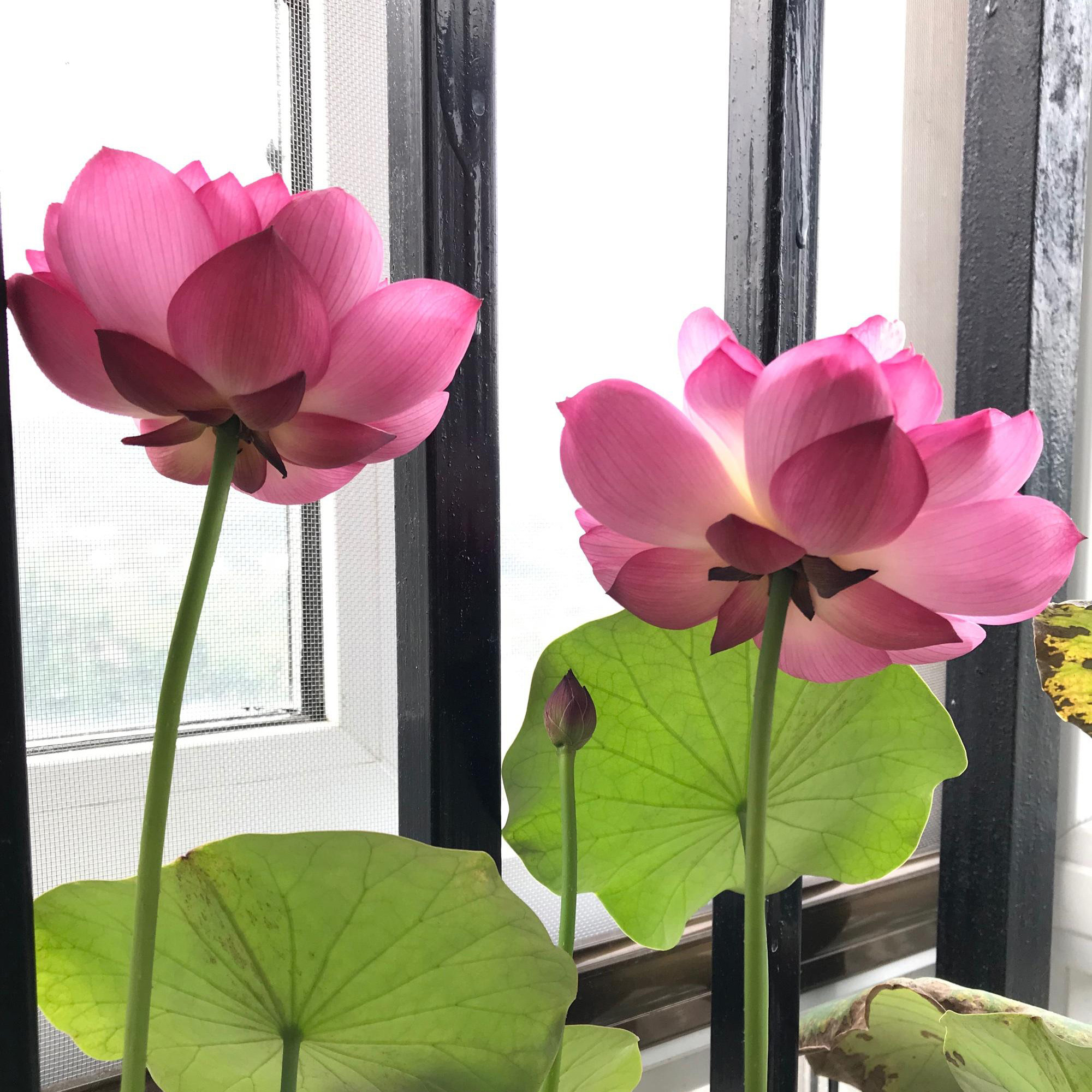 小微型荷花碗莲 【红裙】 盆栽水生植物观赏花卉种藕2023年