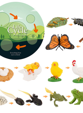 Simulation Life Cycle Animals Model Montessori Toy Children