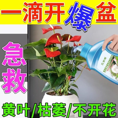 红掌专用肥料白掌水培盆栽营养液