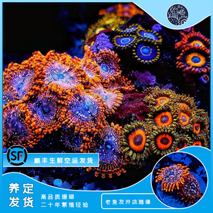 新手断肢 软体lps 海缸生物珊瑚活体海水生物 纽扣珊瑚 大种纽扣