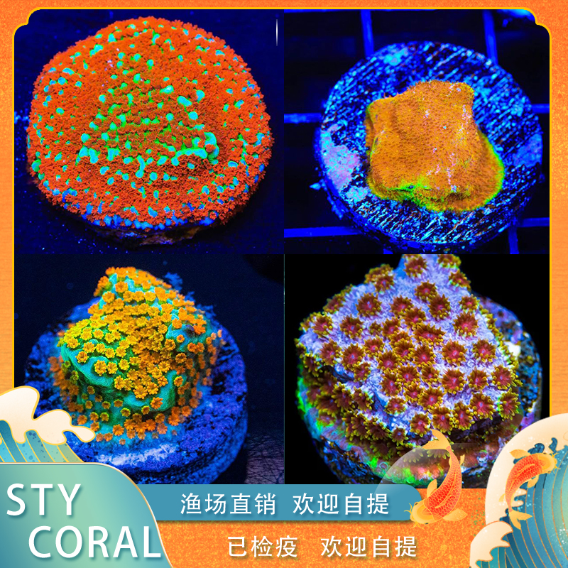 海缸生物珊瑚海水珊瑚人工繁殖