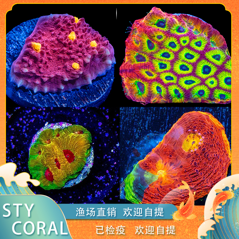 三条鱼水族彩虹蜂巢脑海水鱼