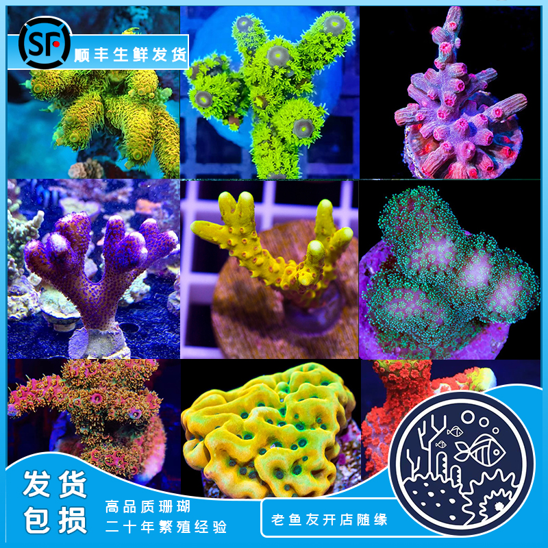 rr龙骨断肢sps图钉珊瑚