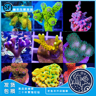 海缸硬骨珊瑚sps珊瑚图钉珊瑚微孔珊瑚南太绿鸟红绿长枝大森林
