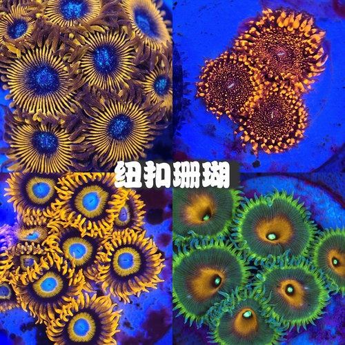 纽扣软体珊瑚海缸活体