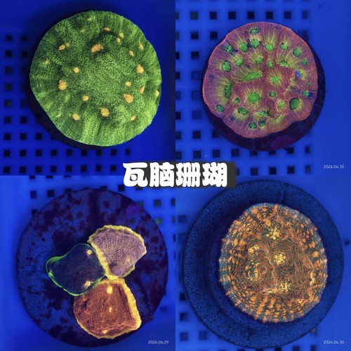 三条鱼水族彩虹蜂巢脑海水鱼