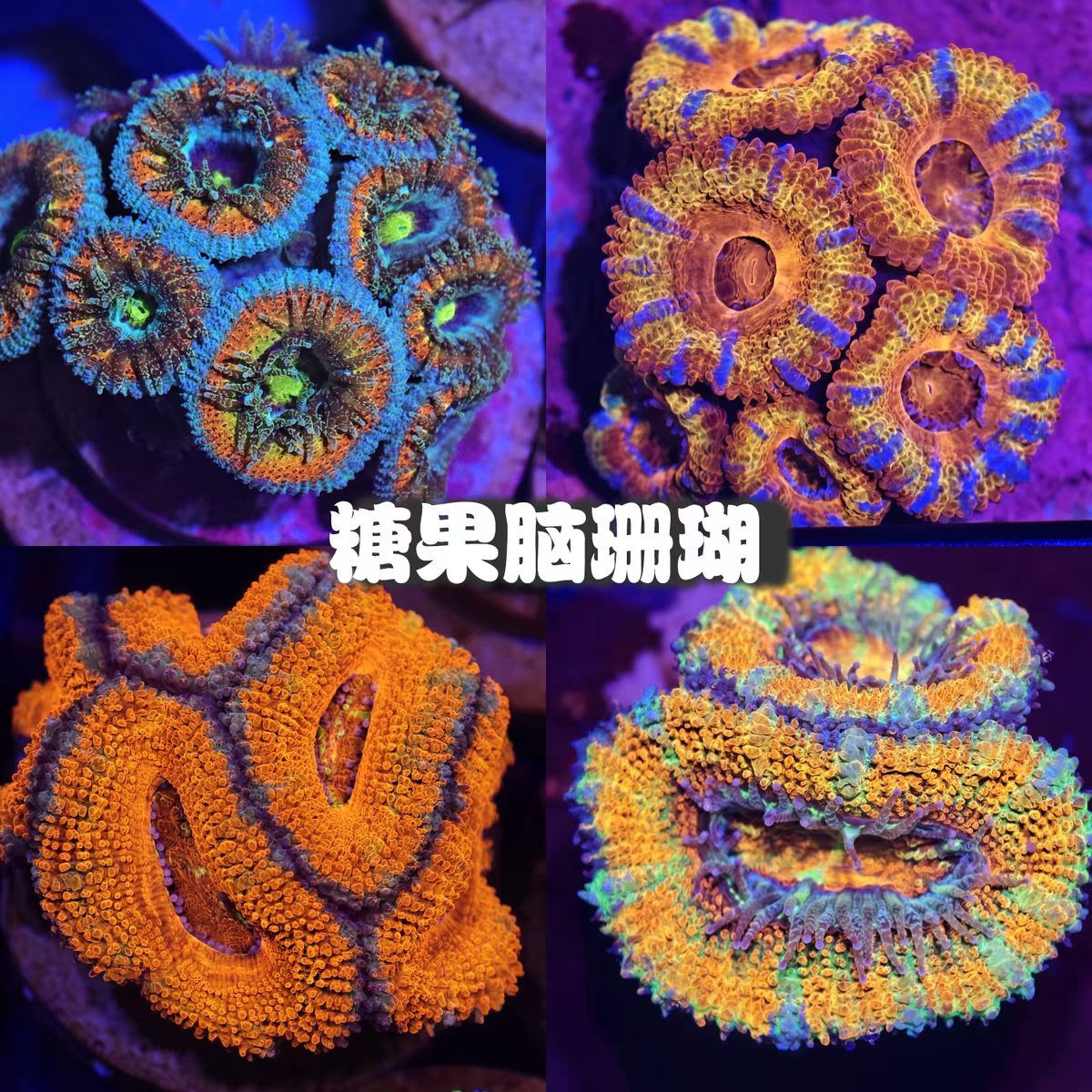 大种纽扣脑珊瑚糖果脑珊瑚软体绚丽多彩海水缸真体活物脑类