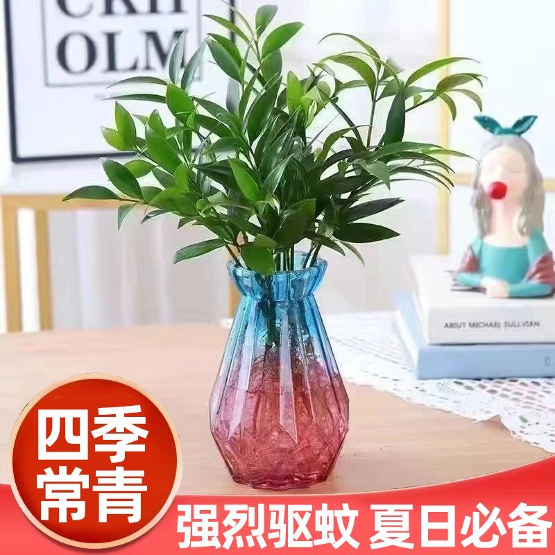 水培驱蚊竹花瓶植物盆栽绿植室内富贵竹花卉客厅绿植四季竹柏ZS 鲜花速递/花卉仿真/绿植园艺 绿植 原图主图