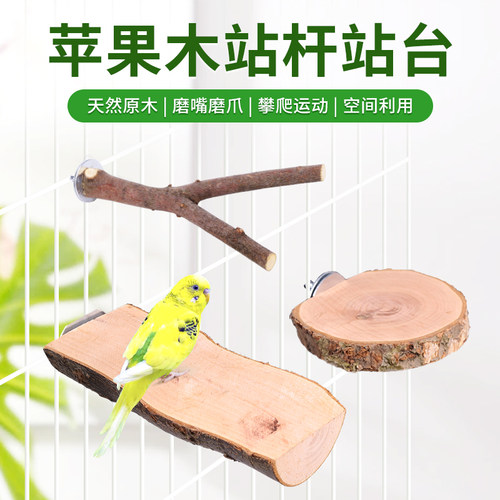 鹦鹉磨爪啃咬苹果木站杆站台跳台