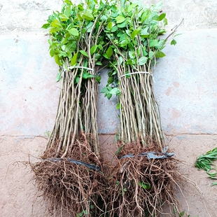 四川中药材杜仲树苗剥皮丝棉树苗 南北方种植药材种苗保湿发货