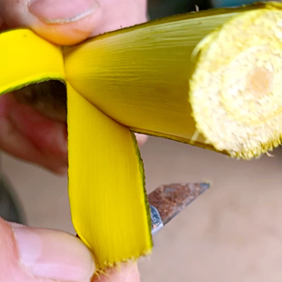 矮壮黄柏皮树苗四川中药材黄柏树苗厚皮川黄柏苗粗皮现挖黄柏种苗