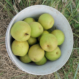 早熟翠冠梨树苗薄皮青皮梨子嫁接苗当年结果四川砂梨梨树苗包技术