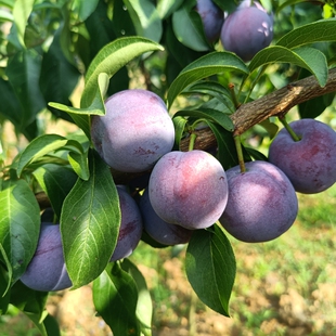 早熟凤凰李树苗五月脆李苗脱骨李嫁接红脆李子苗空心五月脆李果树