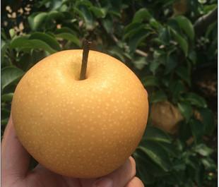 秋月梨树苗梨树嫁接苗地栽当年结果梨树秋月梨苗南方北方庭院大树