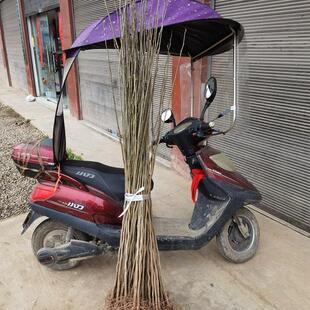 [精]厚皮杜仲树苗中药材杜仲苗金丝杜仲直生苗可剥皮四川现挖保湿