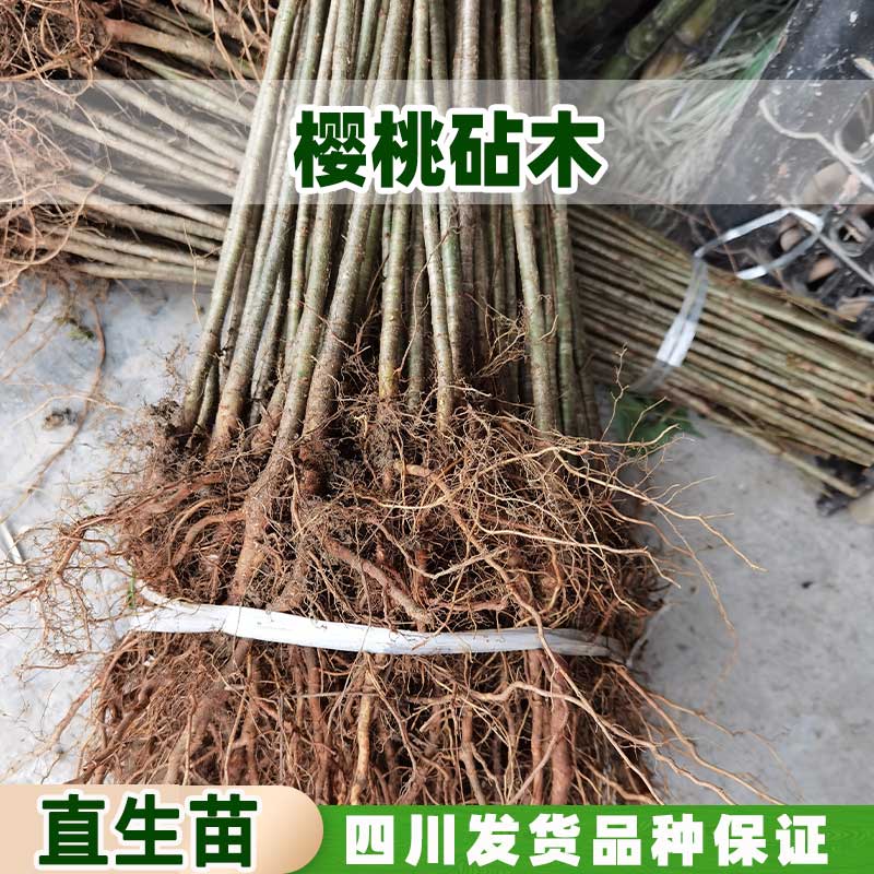 占地落叶小樱桃砧木果树苗未嫁接