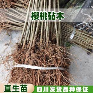 南方小樱桃树苗樱桃砧木苗未嫁接樱桃实生苗直生苗四川现挖保湿