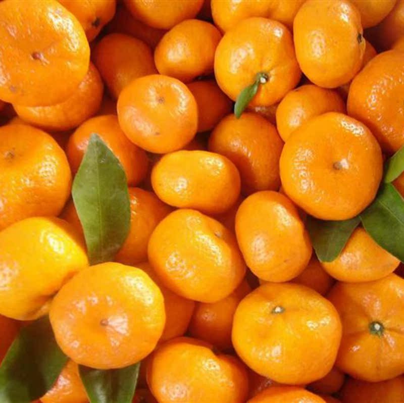 碰柑芦柑嫁接苗南方柑橘树苗